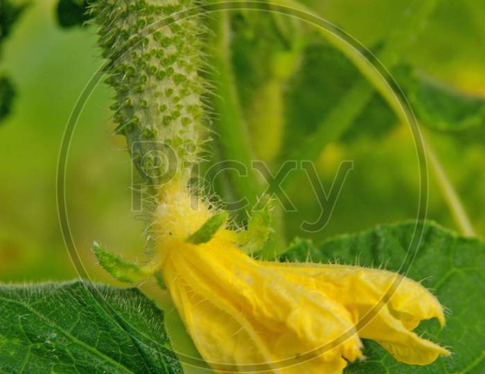 Young Cucumber And Yellow Flower