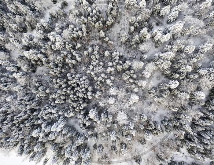 Frozen Tree In Winter As Pattern, Above View