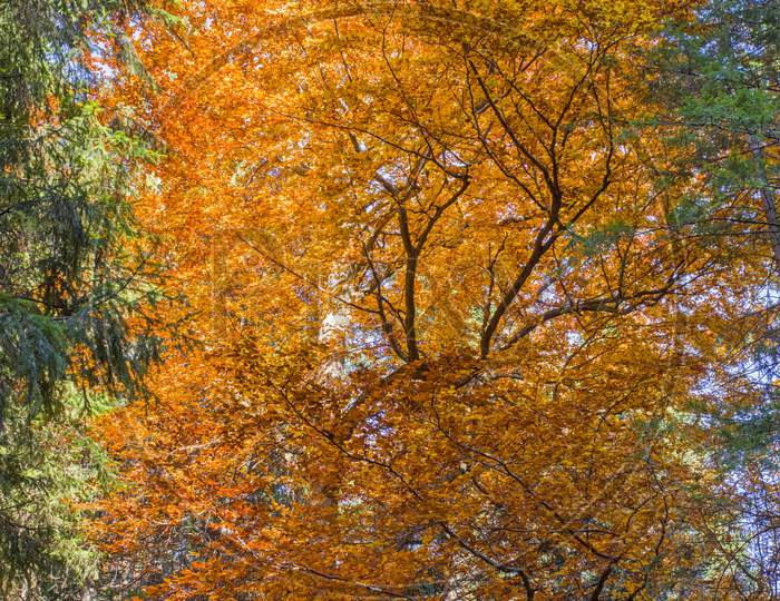 Golden Leaves Tree Autumn Scene