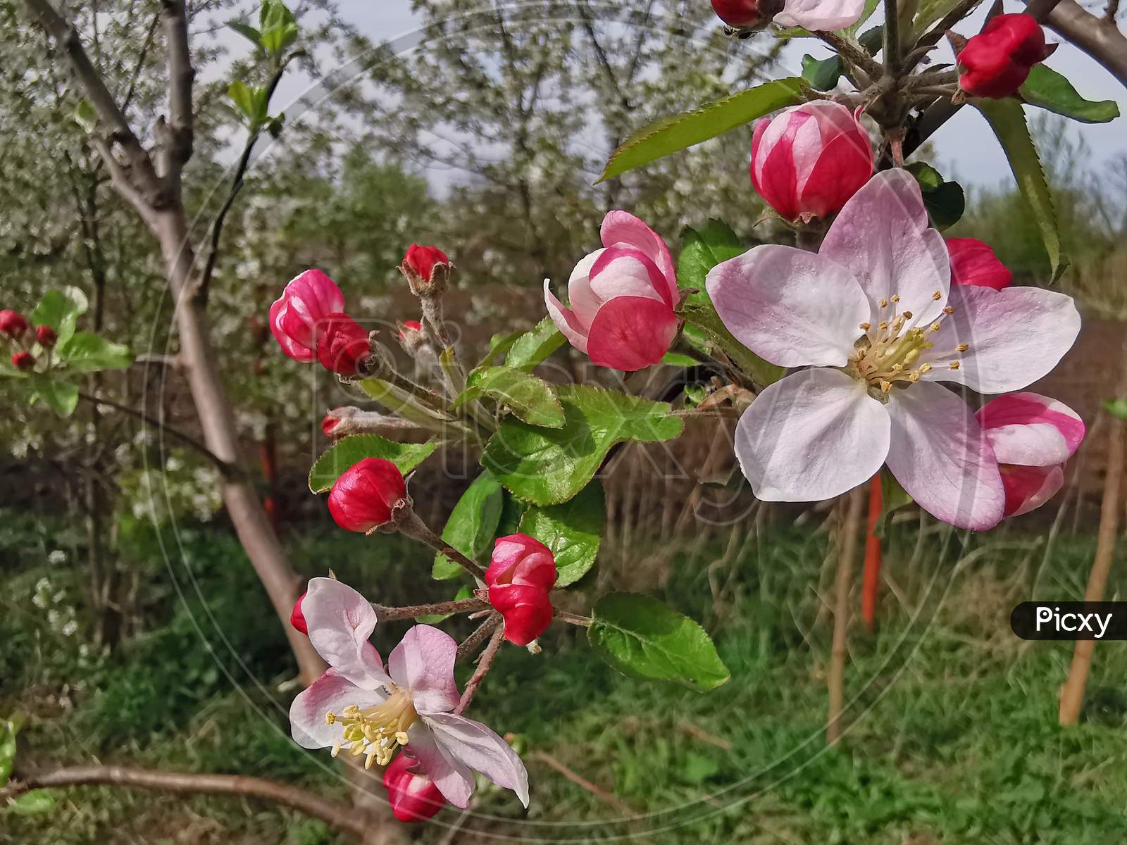 Apple Tree During Blossom