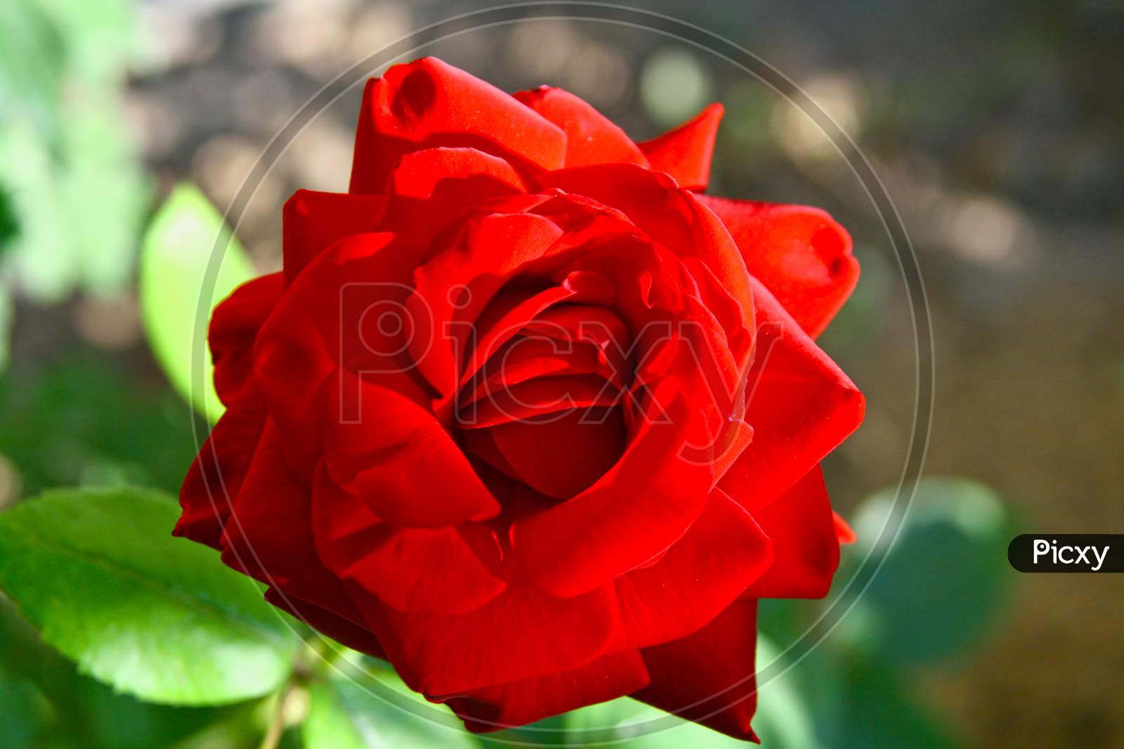 Close Image Of A Red Rose