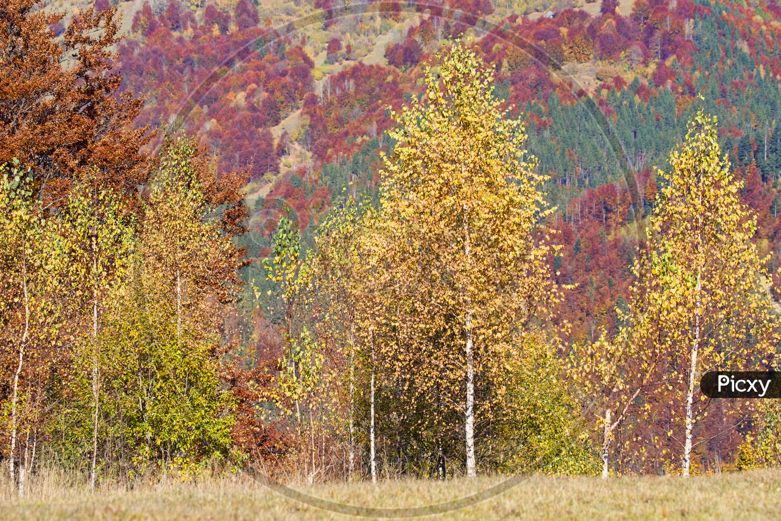 Golden Birch Tree With Autumn Background