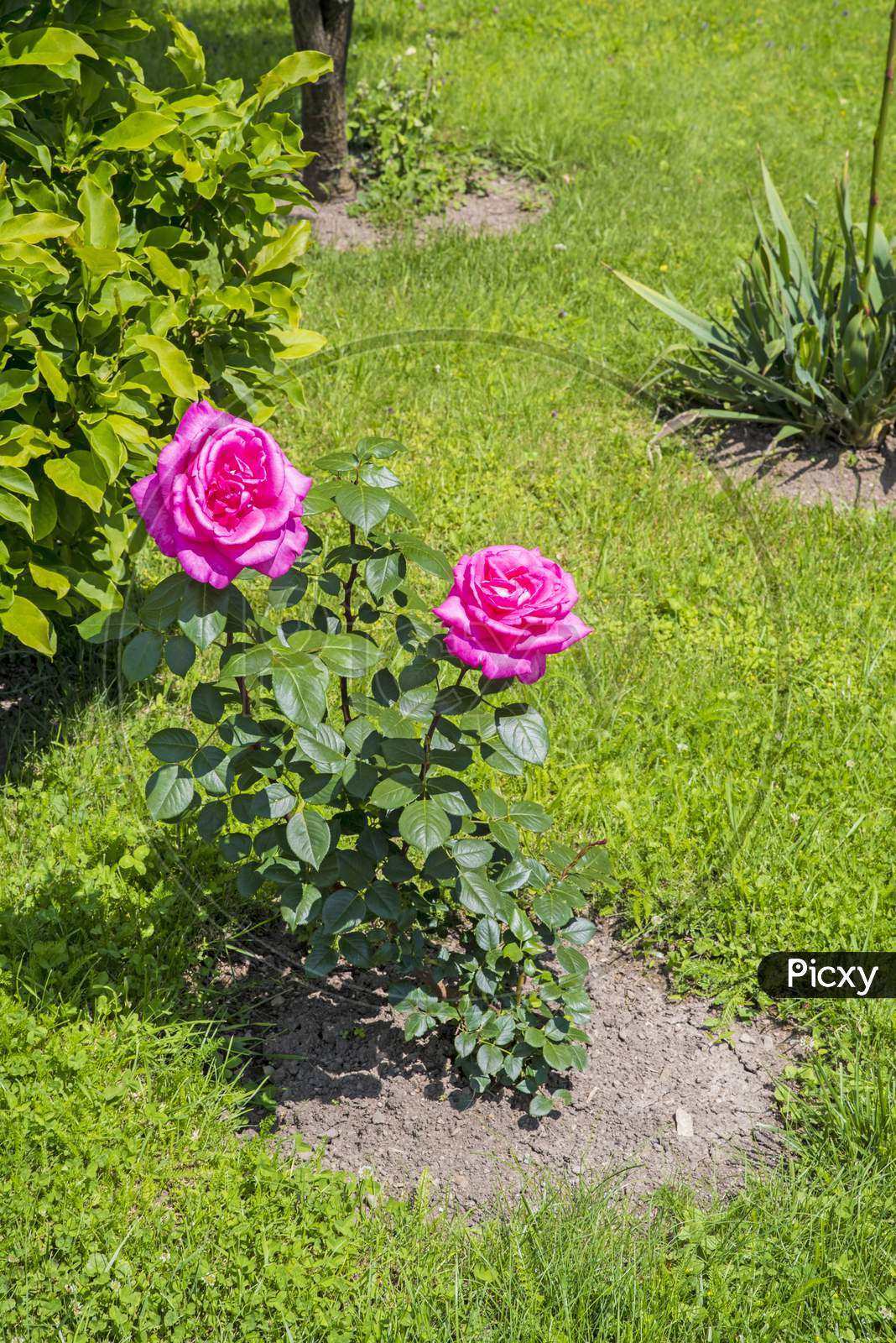 Pink Roses In The Garden