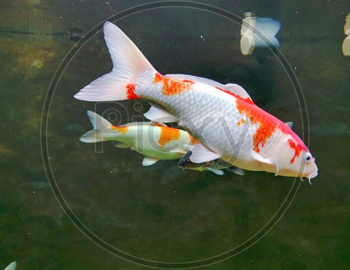 Ornamental Fish In Aquarium