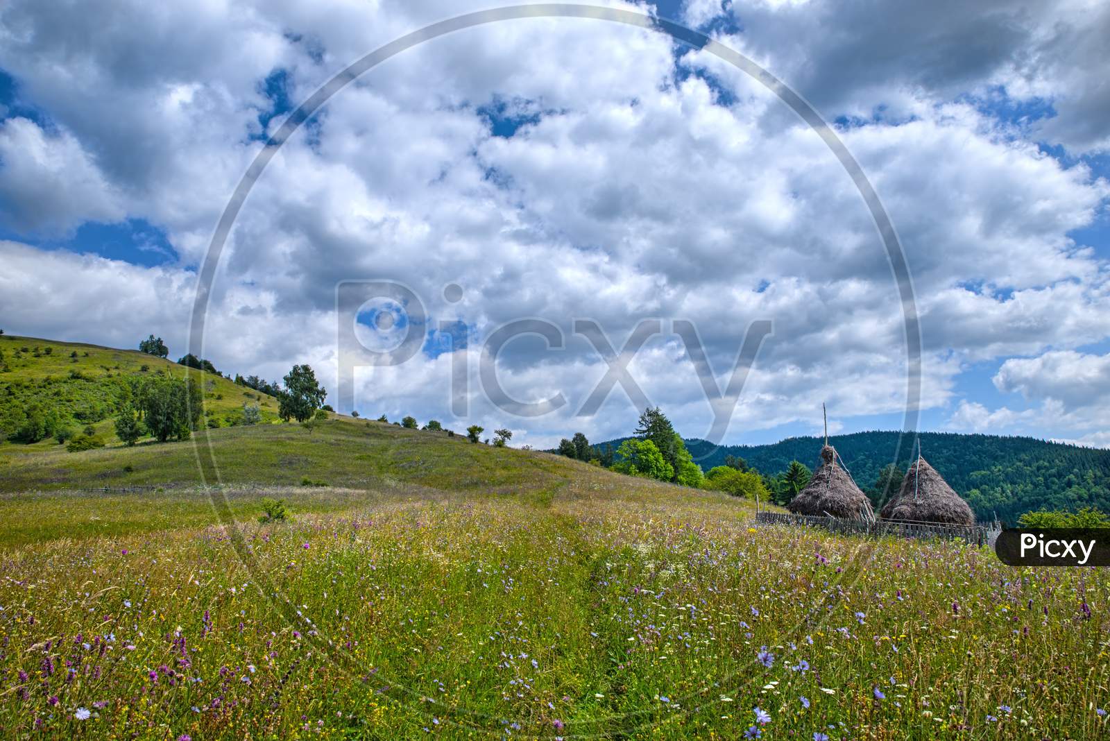 Wildflowers And Hay Stacks On Summer Pasture