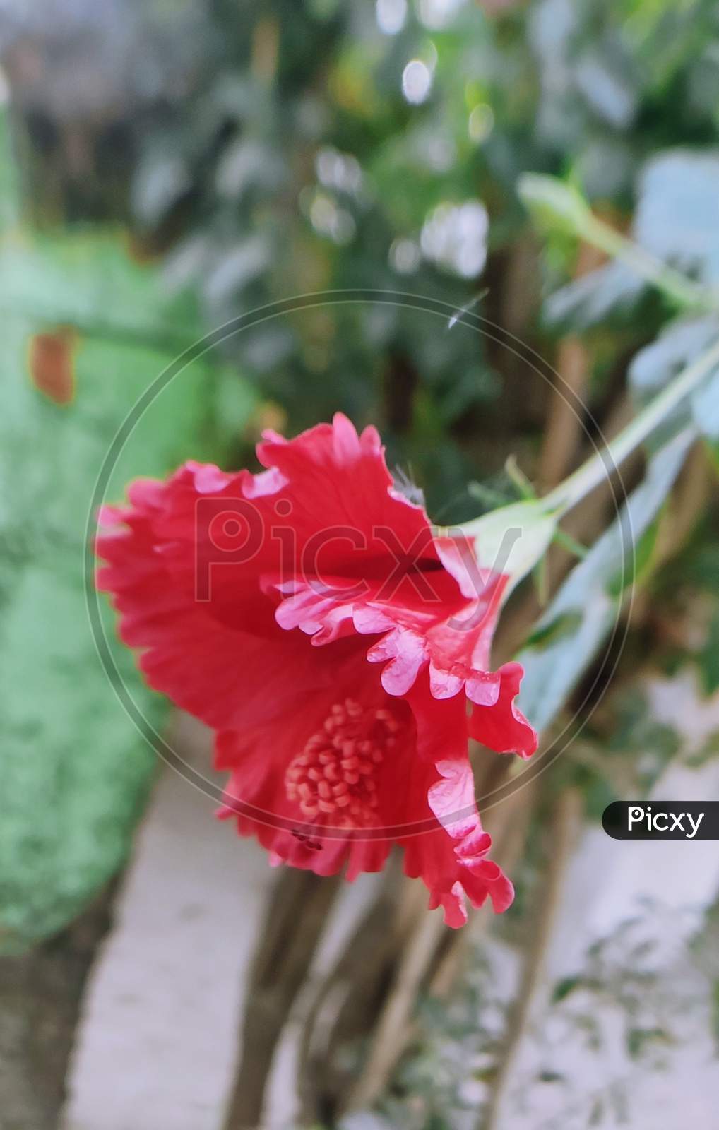 image-of-red-gudhal-ka-phool-se329065-picxy