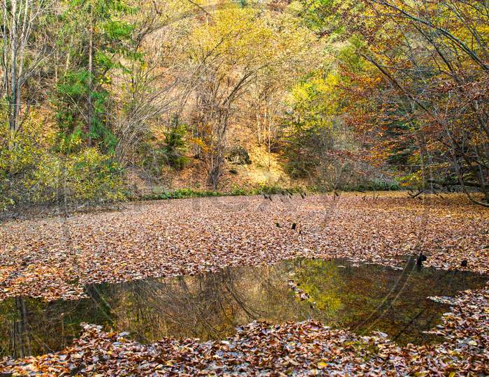 Pond With Leaves In Autumn Forest