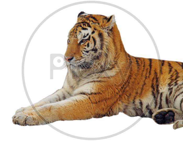 Isolated Staying Tiger
