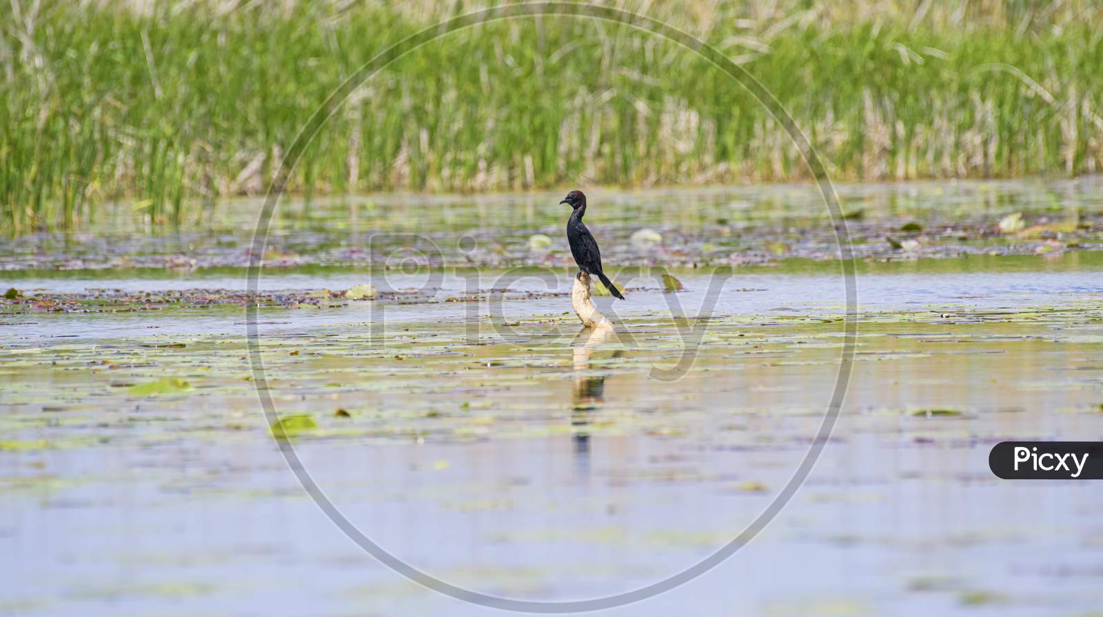 Little Black Cormorant In Danube Delta On A Stump