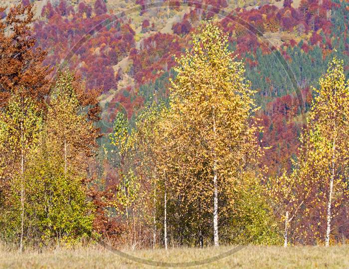 Golden Birch Tree With Autumn Background