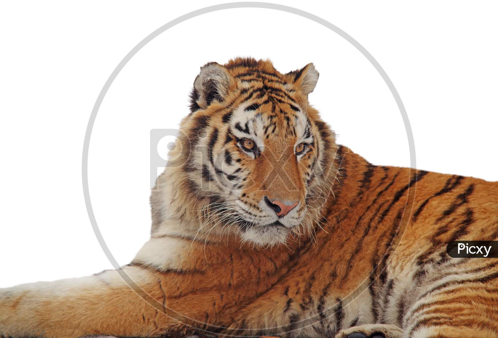 Isolated Tiger Portrait Over White