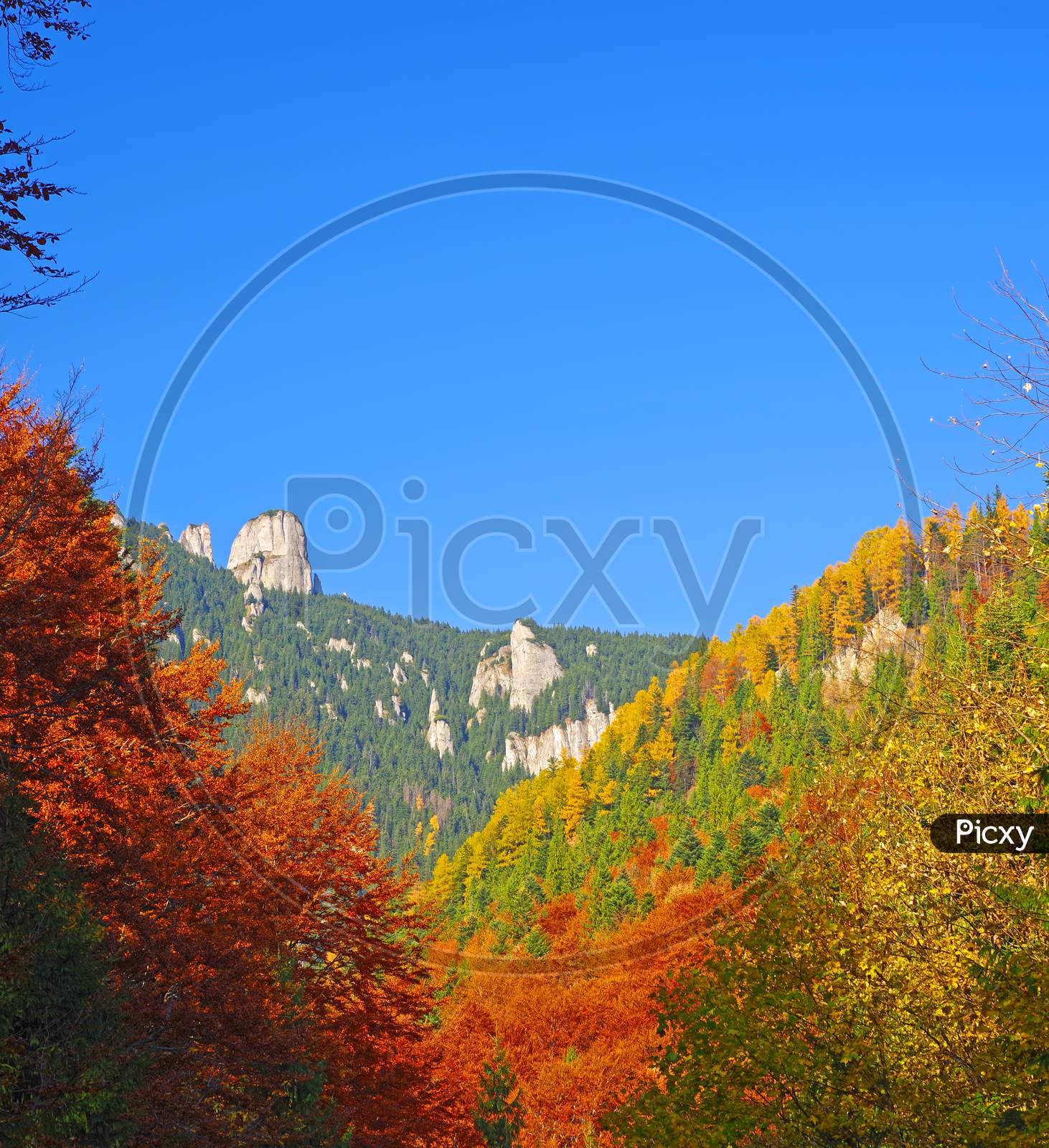 Autumn Trees And Evergreen Forest