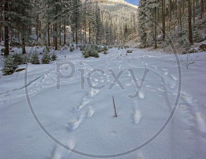 Winter Forest Footprints
