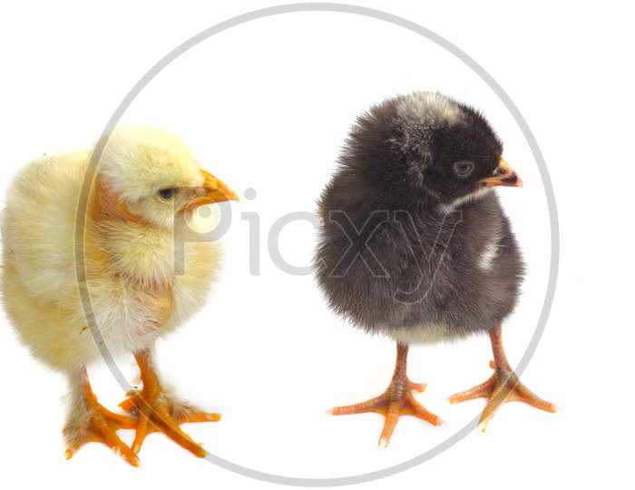 Young Chicken Isolated
