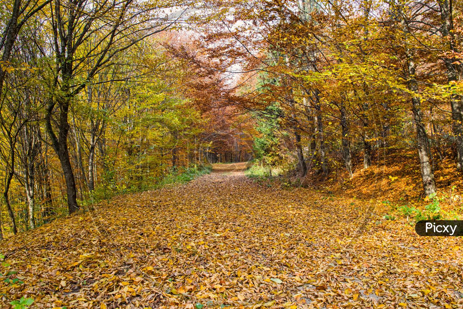 Autumn Road Landscape In Forest