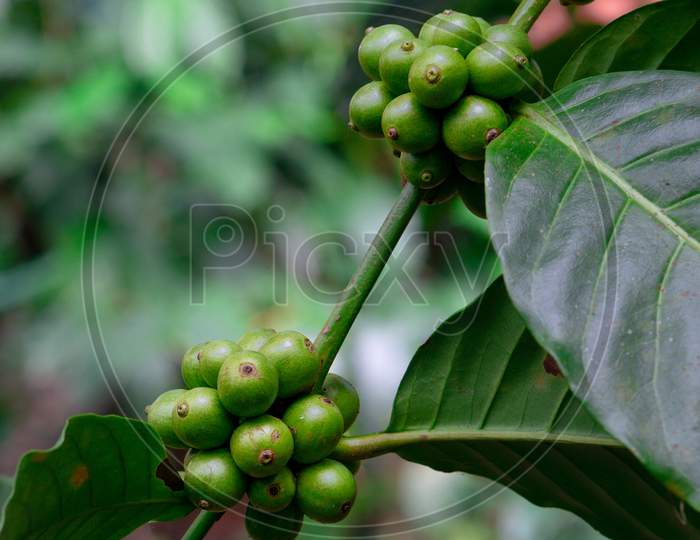 Fresh Raw Coffee Beans In The Plant