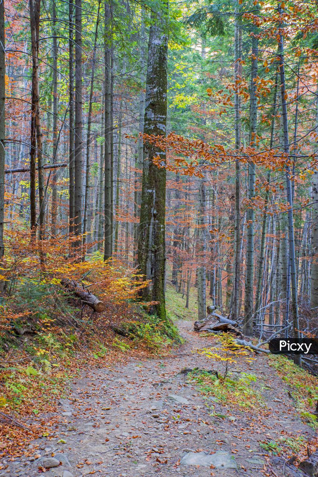 Mountain Foot Path In Autumn Forest