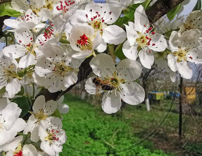 Bee On Pear Tree Flower