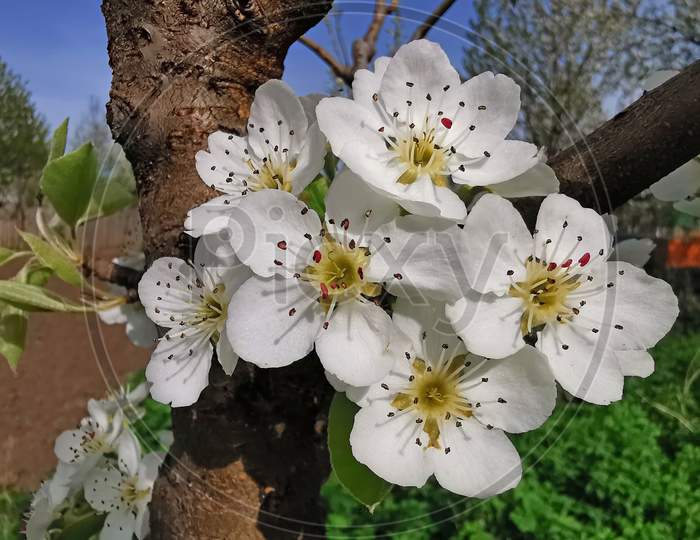 Blooming Pear Tree Flower