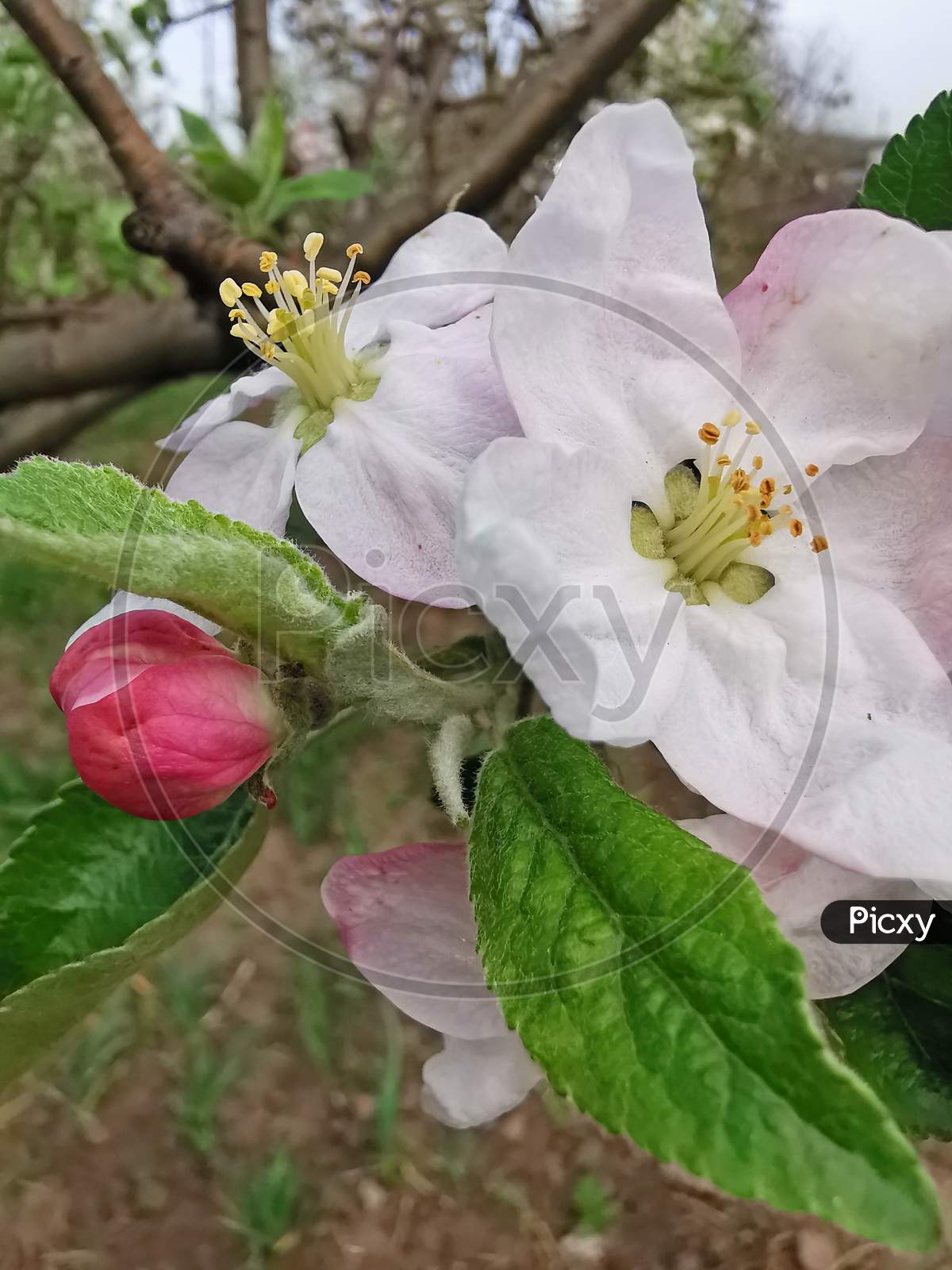 Apple Flower In The Garden During Springtime