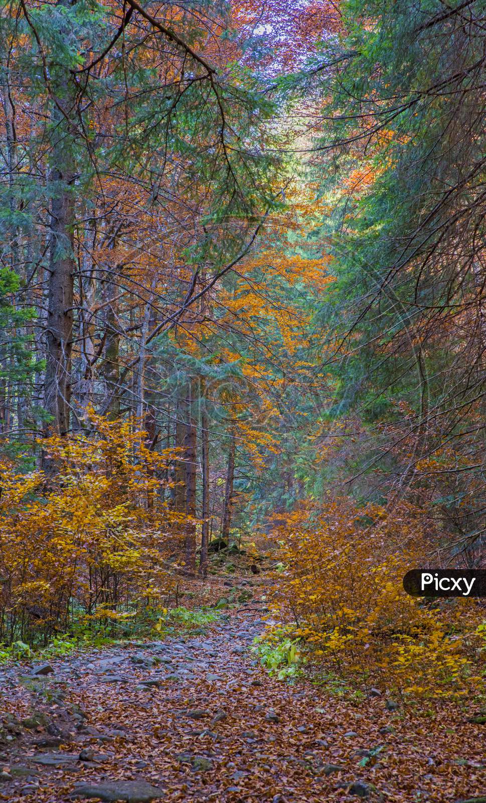 Autumn Path Through Forest