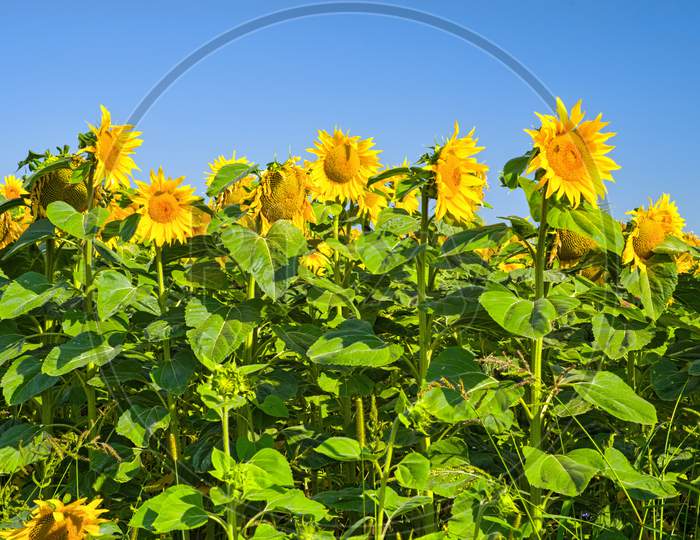 Blooming Sunflower Field Scene