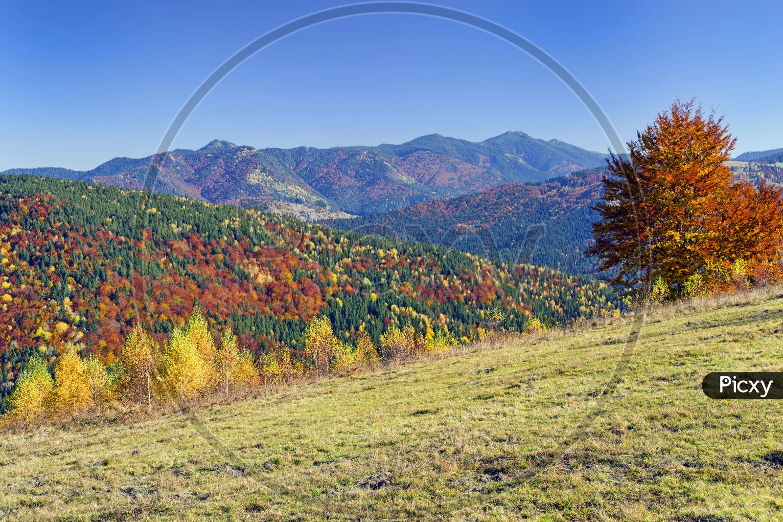 Colorful Tree Foliage On The Hill