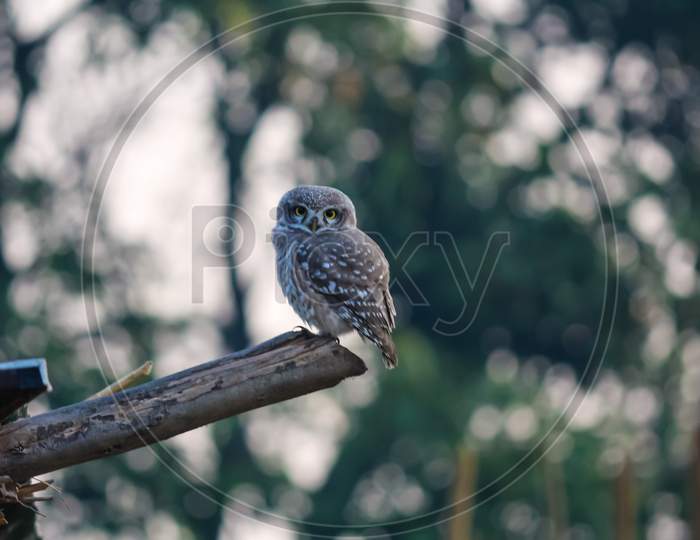An owl perched on a branch