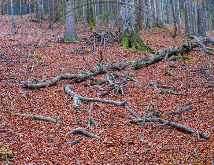 Fallen And Broken Tree In The Forest, Autumn Landscape