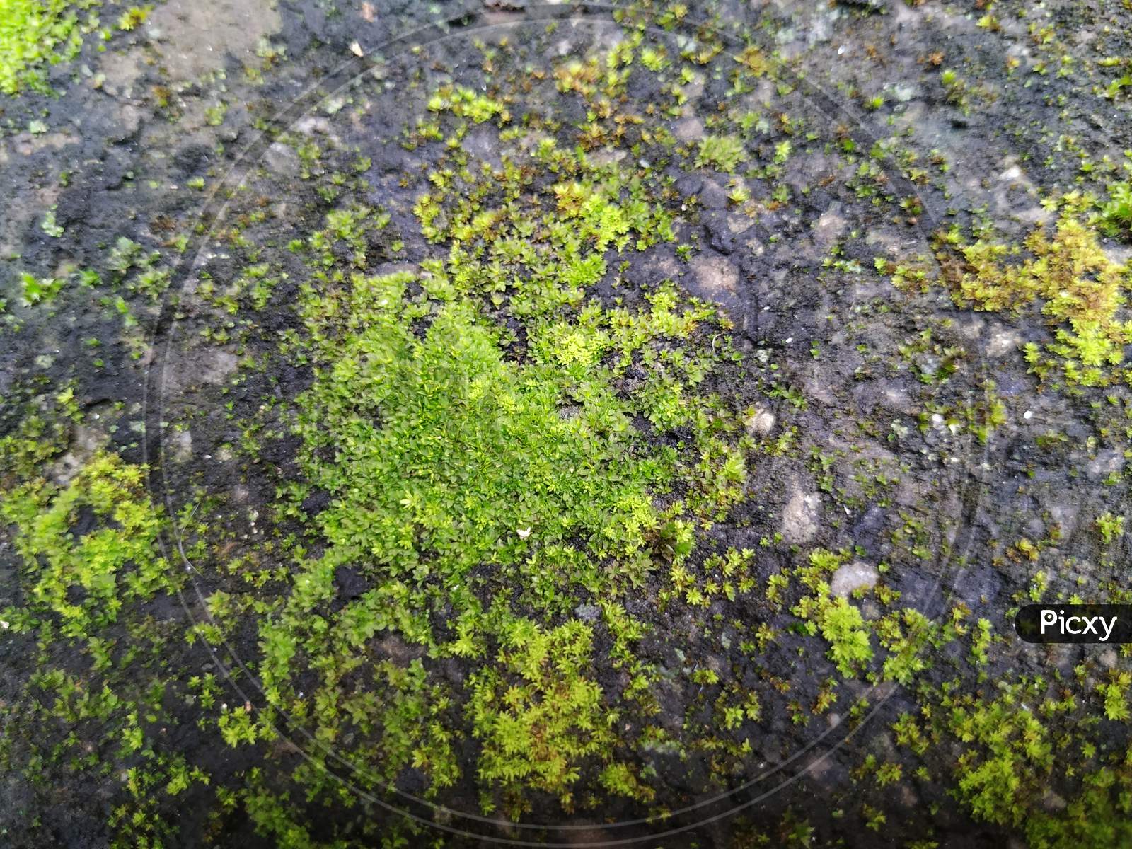 Moss And Small Plants On A Compound Wall During Rainy Season