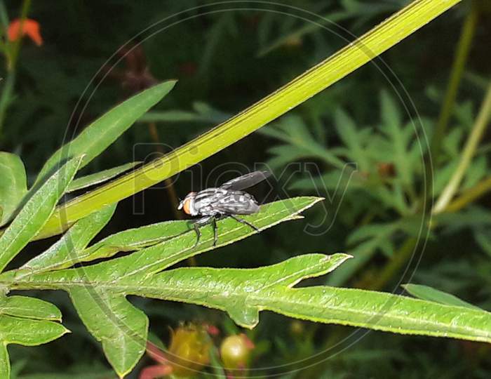 Housefly common insect of india