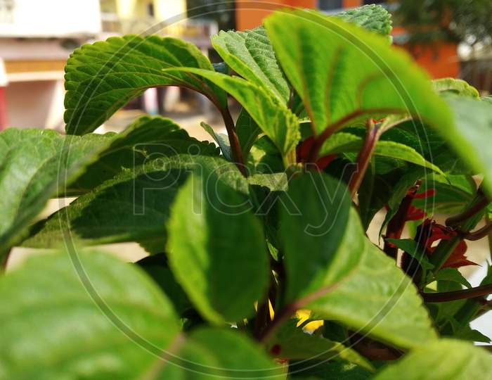 Green Perennial Plant - Jitendra Chaudhary