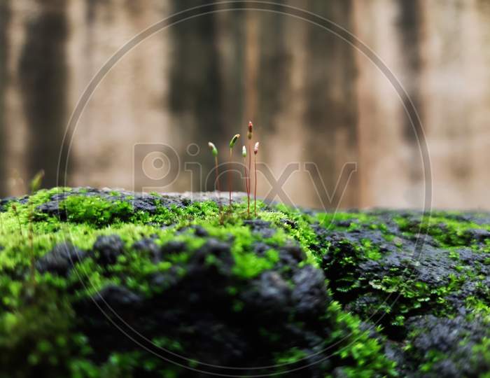 Moss and small plants on a Compound wall during rainy season