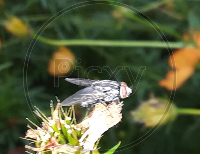 Housefly common insect of india