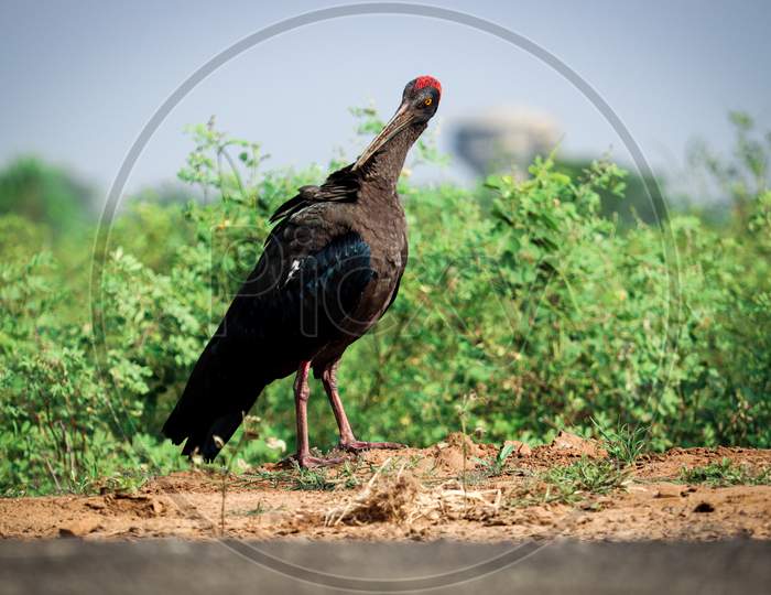 Red-Naped Ibis Finding Food In Morning.