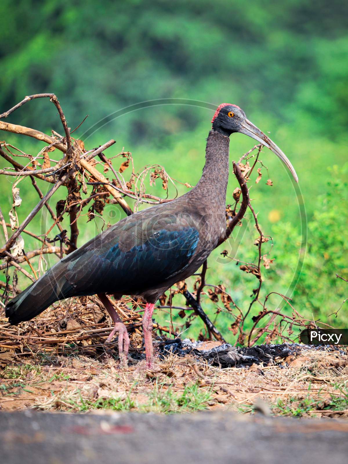 Red-Naped Ibis Finding Food In Morning.