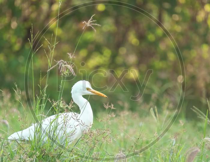 A Common Grey Heron Hiding Behind A The Wild Grass In India Forest With The Nice Bokeh And Focus Only On Heron Eyes.