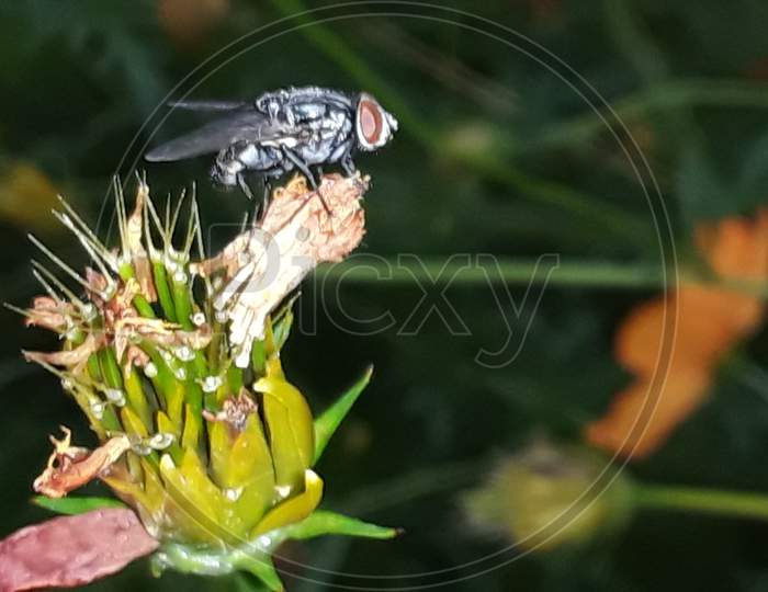 Housefly common insect animal of india
