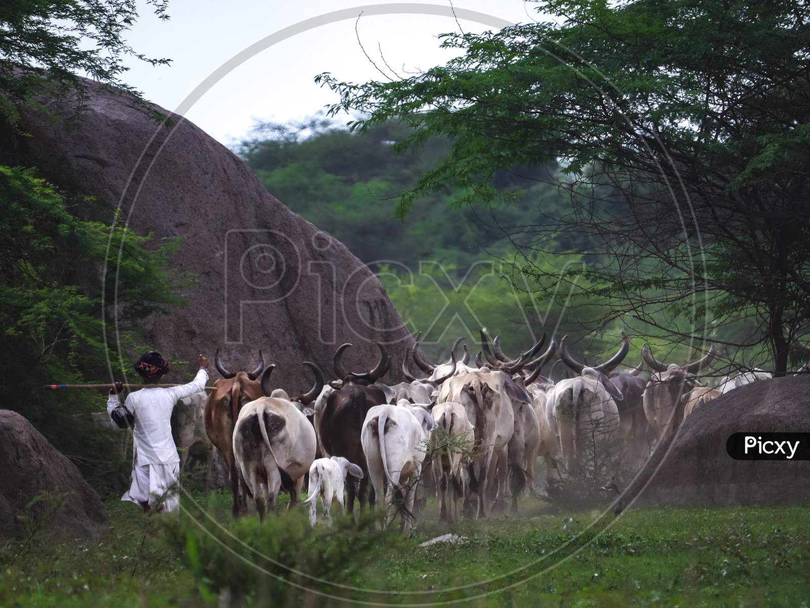 The Indian Shepherd On The Way With Its Herd Of Cows, And Foggy Weather. With Selective Focus On Subject.