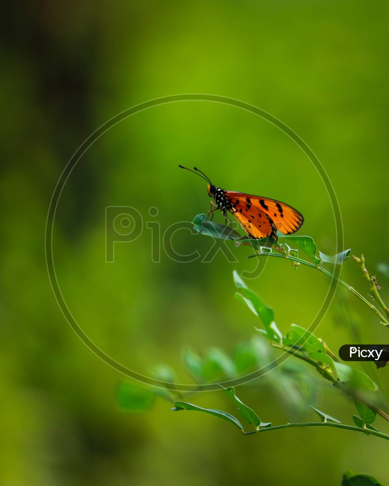 Colorful Oregon Butterfly Sitting On Leaf With Green Bokeh Background.