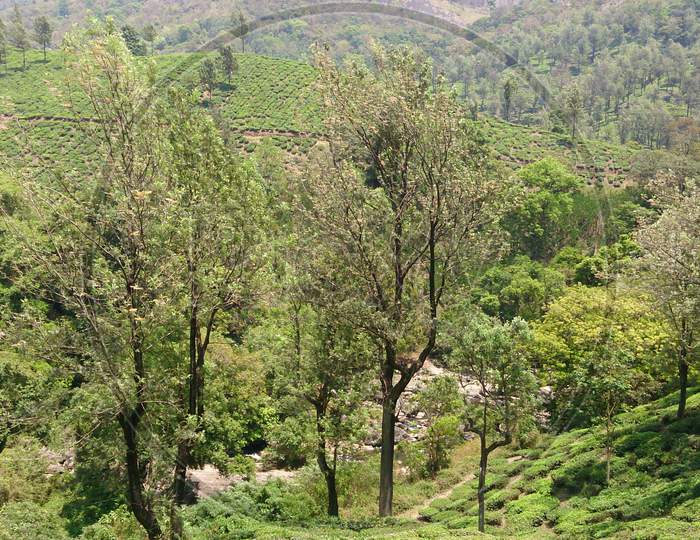 Scenic View Of Tea Plantation Or Garden In Munnar, Kerala, India