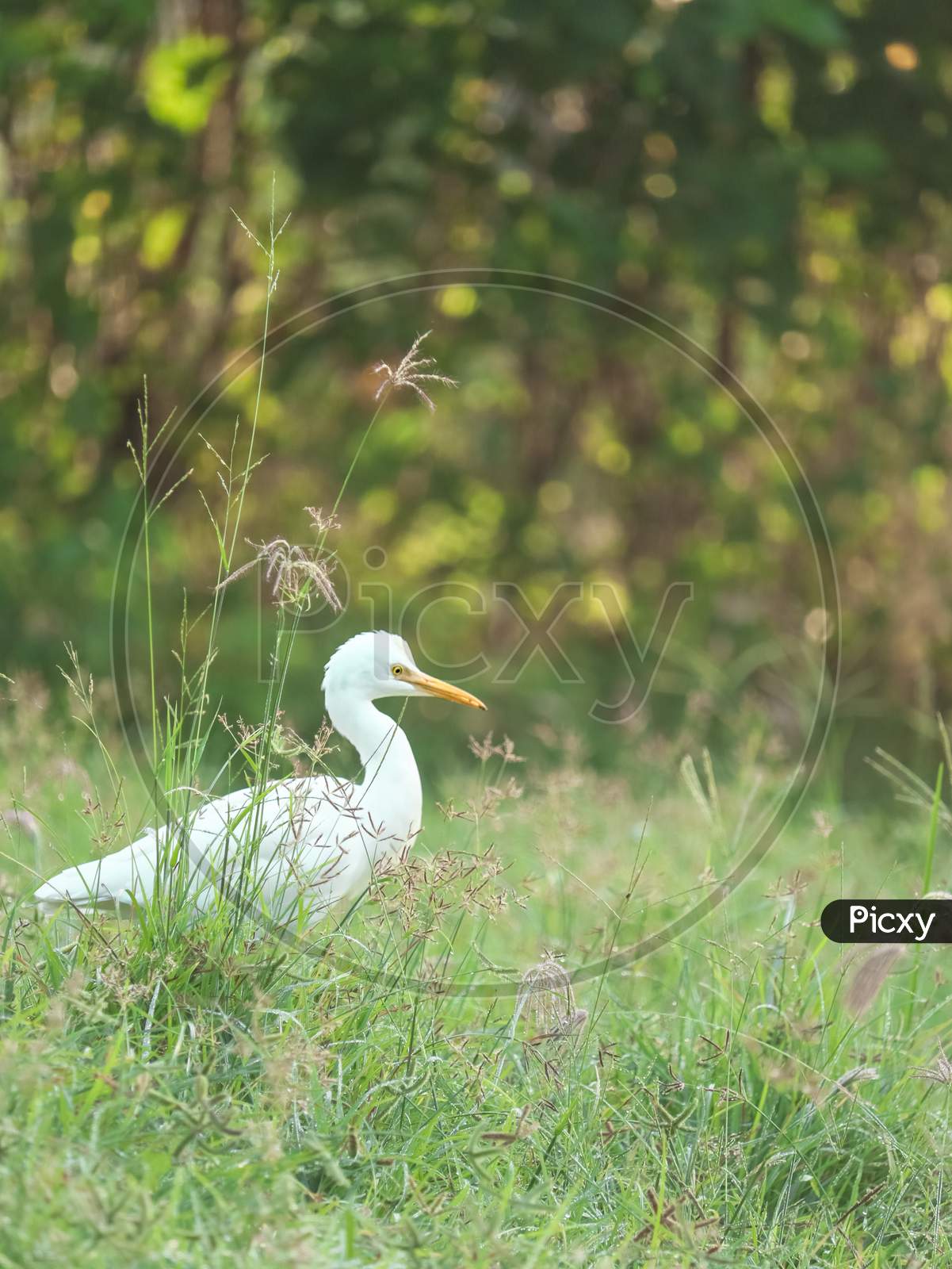 A Common Grey Heron Hiding Behind A The Wild Grass In India Forest With The Nice Bokeh And Focus Only On Heron Eyes.