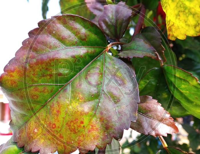 Multiple Colors Plant - Jitendra Chaudhary