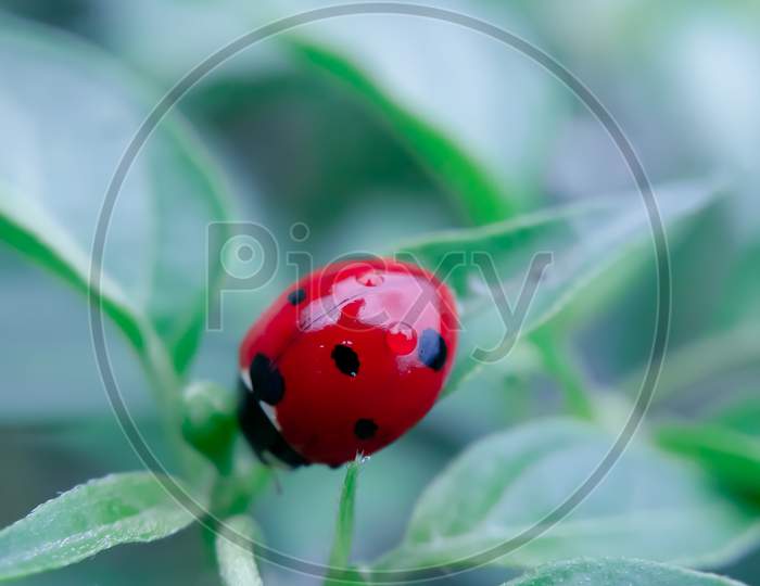 Close Up To A Seven Spotted Ladybug Sitting On The Leaf With Blue Background , And A Water Drop On The Ladbybug .