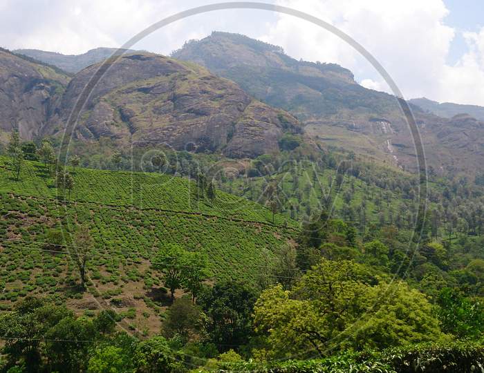 Scenic View Of Tea Plantation Or Garden On The Slope Beside The Hill (Western Ghat) In Munnar, Kerala, India