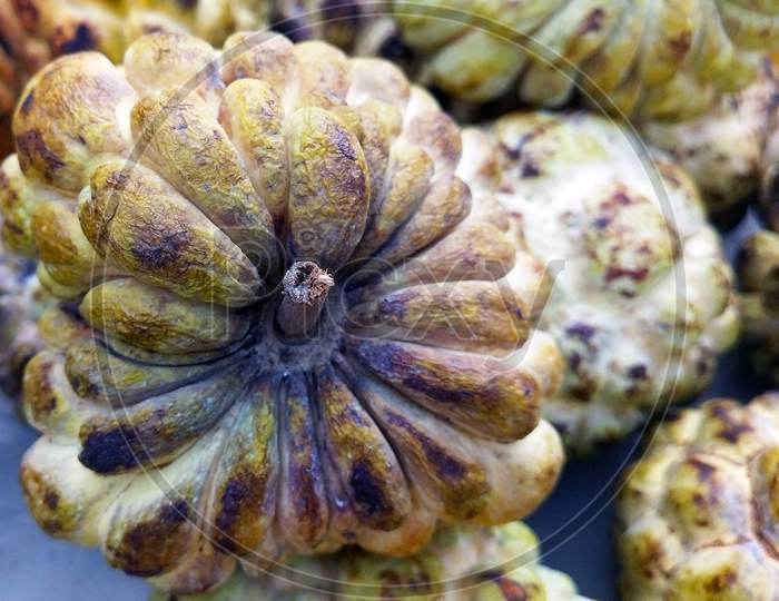 The sugar-apple or sweetsop is the fruit of Annona squamosa.