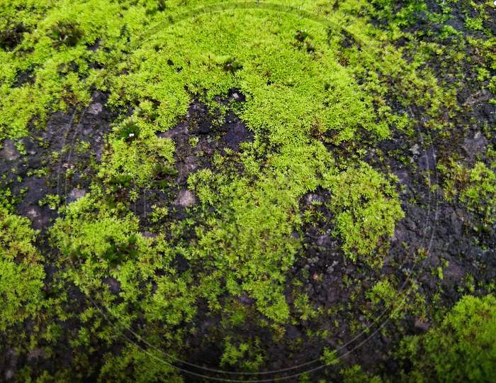Moss And Small Plants On A Compound Wall During Rainy Season