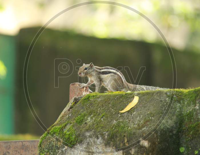 squirrel pose wall chipmunk
