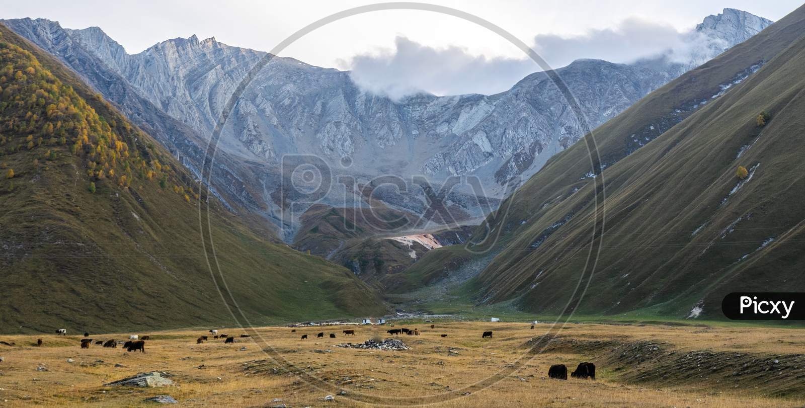Brown And Black Cows In Open Area With Stunning Mountain Landscape Background. Truso Valley. Kazbegi National Park
