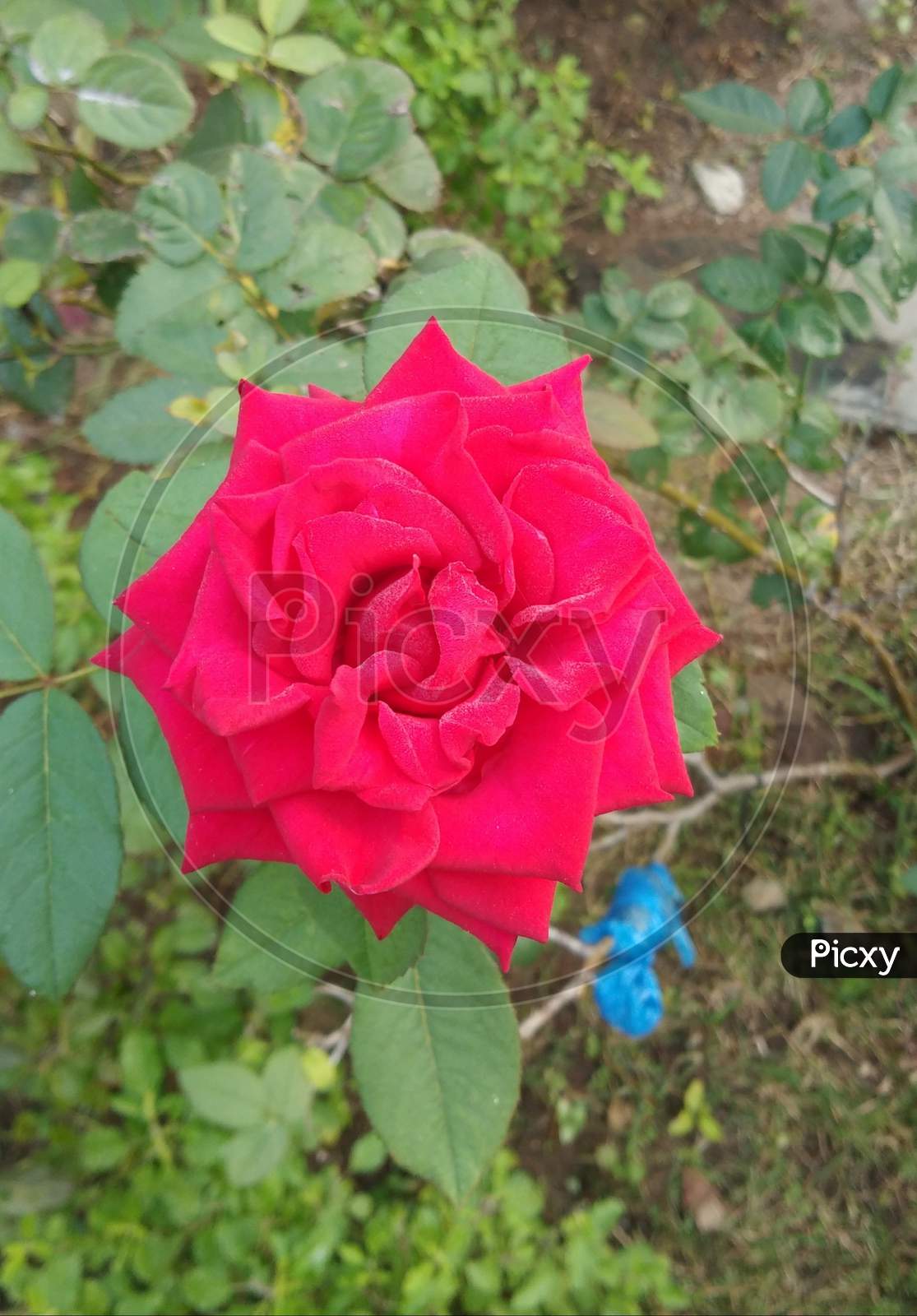 Rose flower with colorfulness and Leaflets